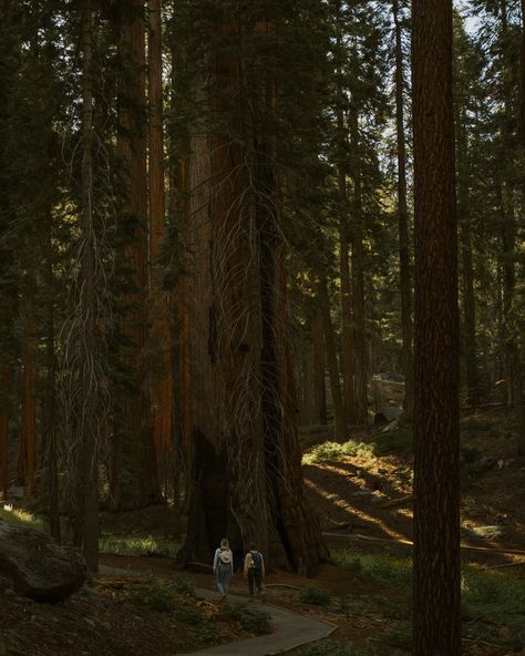 She said yes ✨ This session was sooo fun. Trying to be incognito and not give myself away while also getting photos of them hiking together before the proposal was harrrddd haha. But I managed to do it, she had no idea…at least until the very end 🤪 Here are some sneak peaks from this stunning surprise proposal in sequoia national park. 🌲 Proposal Ideas Hiking, Hiking Proposal, Hiking Together, Until The Very End, The Proposal, She Said Yes, Sequoia National Park, Surprise Proposal, Proposal Ideas