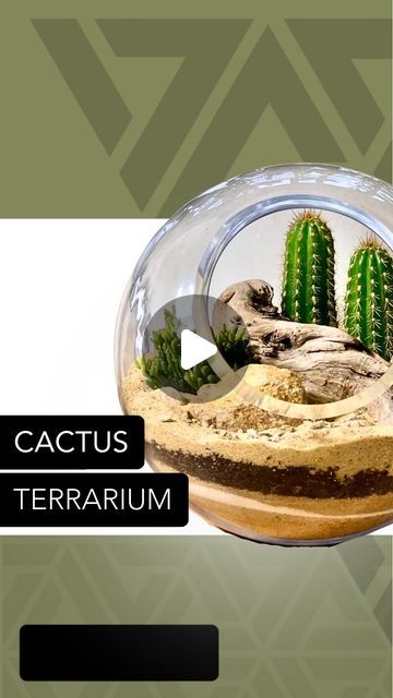 Cactus Terrarium, Cactus Succulents, Small B, March 1, Fish Bowl, Terrarium, Portland, Cactus, Glass