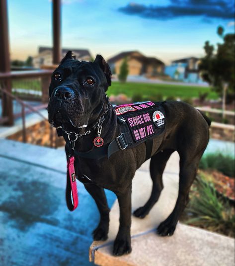 Pitbull Service Dog, Cane Corso Service Dog, Dog Paw Drawing, Service Dog Gear, Service Dogs Breeds, Cane Corsos, Service Dogs Gear, Dogs Stuff, Service Dog Vests