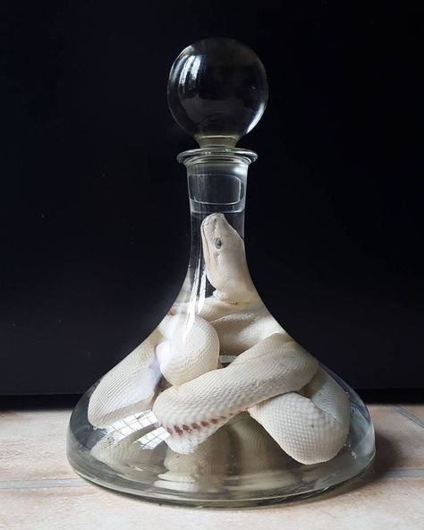 Wet Specimen Taxidermy, Halloween Garden Decorations, Oddities Decor, Burmese Python, Wet Specimen, Taxidermy Art, Vulture Culture, Goth Home, Goth Home Decor