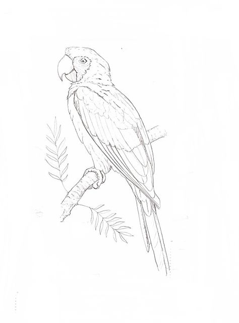 African Grey Parrot Drawing, Rainforest Drawing, Pencil Art For Beginners, Parrot Drawing, Vase Ideas, Grey Parrot, African Grey Parrot, Colour Ideas, African Grey