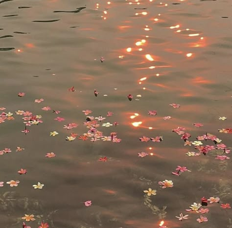 Playlist Covers, The Story, Floating, Lake, Water, Flowers