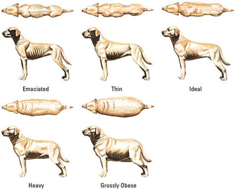 the ideal dog weight is skinnier than I thought. time to put Penny on a diet. Dog Weight Chart, Labrador Puppy Training, Dog Chart, Labrador Puppies, Dog Weight, Wolf Drawing, Smart Dog, Labrador Puppy, Dog Parents