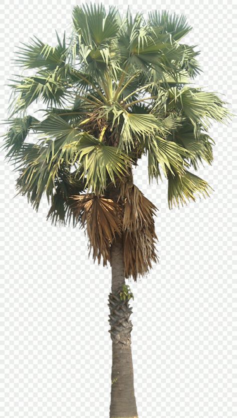 palm trees, Asian palmyra palm Mexican fan palm Arecaceae Wodyetia, plant Stem, palm Tree, areca Nut Palmyra Tree, Mexican Fan Palm, Instagram Logo Transparent, Palm Tree Sticker, Areca Nut, Palm Tree Png, Desert Palm, Palm Branch, Gold Art Painting