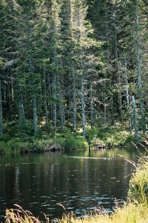 Lake In Forest Aesthetic, The Grace Year Book, Lake In Woods, Forest Lake Aesthetic, Lake Reference, Cabin In Mountains, The Grace Year, Lake In The Woods, Memory Painting