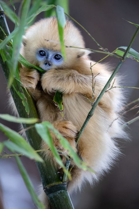 Golden Snubbed Nosed Monkey, Snub Nose Monkey, Phoebe Tattoo, Golden Snub Nosed Monkey, Snub Nosed Monkey, Funny Monkeys, Animals Cute, Dog Videos, Monkeys Funny