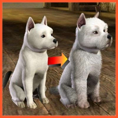 West Highland Terrier Improved by LittleV - The Exchange - Community - The Sims 3 Sims 3 Pets, Ts4 Cats And Dogs Cc, Sims Cats And Dogs, Sims 3 Horse Mods, Dogo Argentino Dog, The Sims 3 Pets, Ts3 Sims Download, Sims Pets, Sims 3 Cc Finds