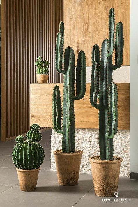 Indoor Cactus Plants, Succulent Planting, Kaktus Dan Sukulen, Cactus House Plants, Potted Cactus, Indoor Cactus, Succulent Landscaping, Plant Succulents, Garden Succulents