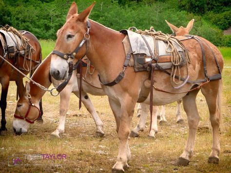 Gorgeous mule Mule Riding, Draft Mule, Mules Animal, Pack Mule, Roping Dummy, Western Mules, Horse Markings, Horse Back Riding, Horse Gear