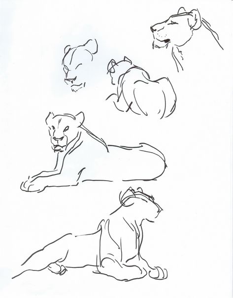 Lion Sketches, Lion Anatomy, View Drawing, Lion Sketch, Man Anatomy, Animal Drawings Sketches, Nature Sketch, Lion King Art, Big Cats Art