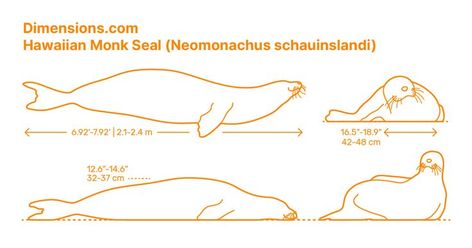 The Hawaiian Monk seal is a true seal grouped under the family Phocidae and is primitive to the Hawaiian islands. These animals are identified by their dog-like faces with silver-grey colored backs. Their undersides have lighter creamy complexion and additions of bright patches plus red or green shades. Downloads online #seals #mammals #animals Mammals Animals, Hawaiian Monk Seal, Monk Seal, Green Shades, Hawaiian Islands, Girl Scout, Girl Scouts, Spirit Animal, Animal Kingdom