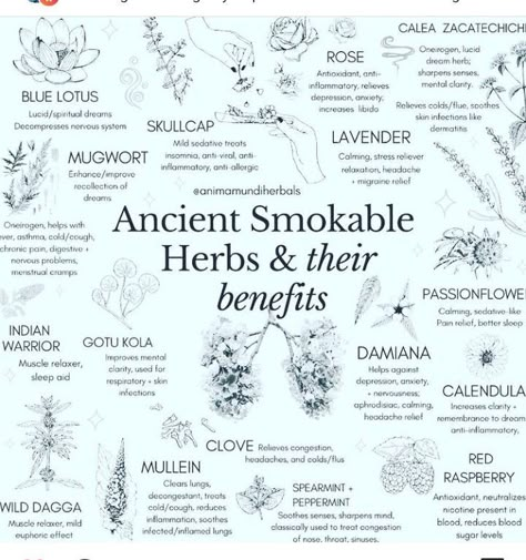 Herbs And Their Benefits, Smokable Herbs, Spells Magic, Magickal Herbs, Medical Herbs, Witch Spirituality, Magic Herbs, Magical Herbs, Herbal Apothecary