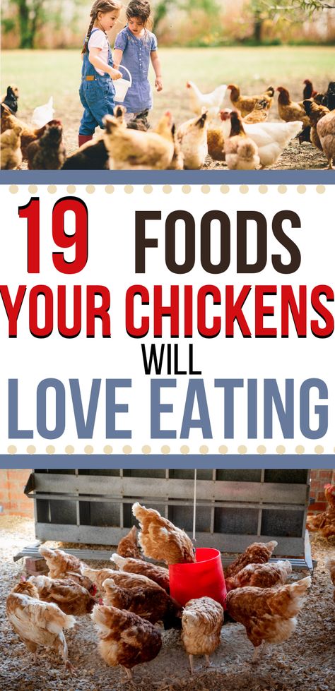 What Chickens Cannot Eat, Food Safe For Chickens, Food For Chickens Safe, Veggies For Chickens To Eat, Foods Chickens Can Eat, Diet For Chickens, Vegetables For Chickens To Eat, Best Food For Chickens, Chicken Food Recipes For Chickens