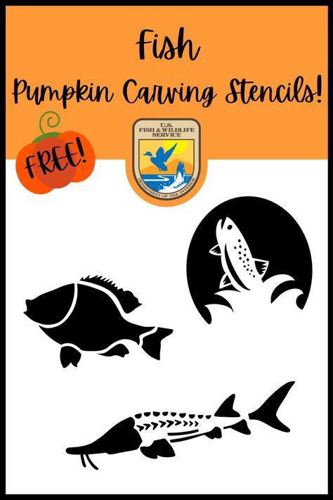 Enjoy these FREE and printable wildlife-inspired pumpkin carving templates of a pumpkinseed fish, trout leaping out of water, and a pallid sturgeon! If you want to carve a unique pumpkin and learn about wildlife and conservation during the process, then look no further. Spice up your pumpkin carving experience with U.S. Fish and Wildlife Service! Fish Jack O Lantern, Fishing Pumpkin Carving, Fish Pumpkin Carving Ideas, Pumpkinseed Fish, Fish Pumpkin Carving, Fish Pumpkin, Pumpkin Fish, Pumpkin Carving Template, Fish Stencil