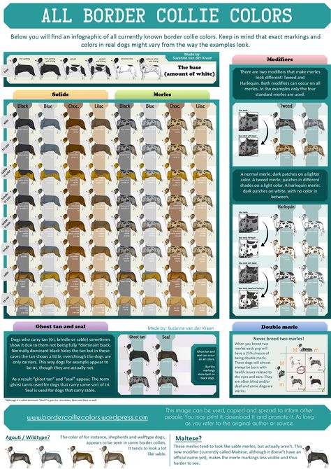 All known border collie colors in one infographic. Animal Genetics, Border Collie Merle, Border Collie Pups, Animal Markings, Border Collie Colors, Border Collie Training, Collie Breeds, Photo Border, Dog Grooming Tips