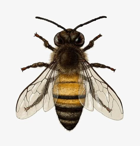 Honey Bee Reference, Bee Drawing Reference, Bee Design Art, Bee Reference, Insects Images, Bees Images, Random Objects Aesthetic, Images Of Bees, Bees Drawing