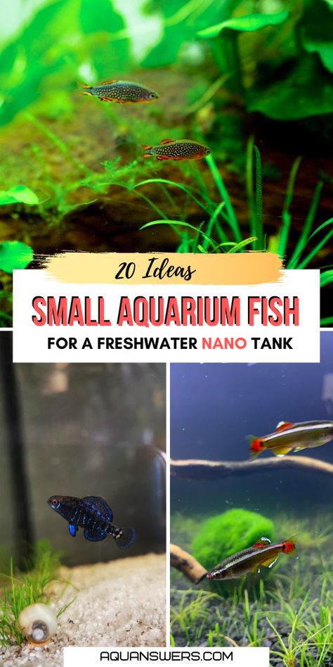 Tiny Fish Tank Ideas, Tiny Fish Tanks, Small Fish Tanks Ideas, Small Tank Fish, 2 Gallon Fish Tank Ideas, Small Freshwater Aquarium, Small Tank Ideas, Micro Fish Tank, Small Fish Tank Ideas Decorations