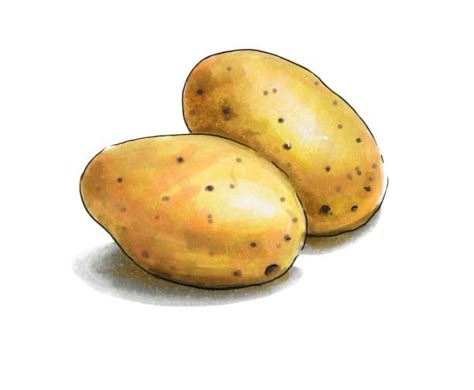 Potatoes Illustration, Potato Tattoo, Potato Illustration, Drawing Alcohol, Potato Drawing, Vegetable Pictures, Homemade Cookbook, Recipe Drawing, Mini Game