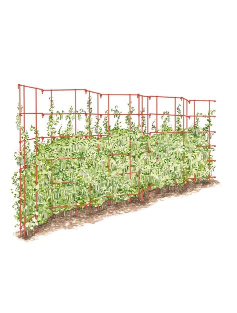 Expandable Pea Trellis | Buy from Gardener's Supply Vegetable Supports, Pea Trellis, Grow Cucumbers, Garden Peas, Growing Sweet Peas, Garden Plant Supports, Tomato Trellis, Vegetable Beds Raised, Cucumber Trellis