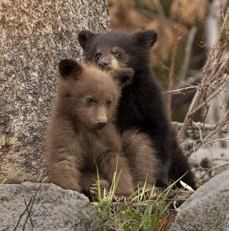 Baby Bear Cub, Puppy Life, Baby Bears, Brown Bears, American Animals, Beautiful Nature Wallpaper Hd, Animals Amazing, Bear Cub, Cute Funny Babies