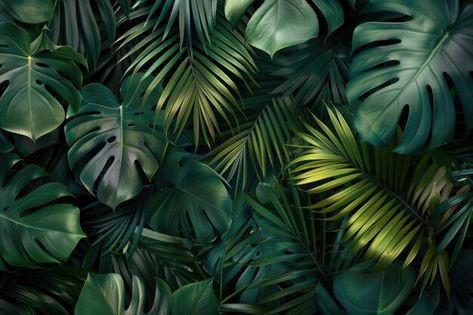 Photo tropical leaves group background n... | Premium Photo #Freepik #photo Mac Backgrounds Desktop Wallpapers, Group Background, Desktop Background Nature, Nature Desktop Wallpaper, Desktop Wallpaper 1920x1080, Mac Backgrounds, Nature Desktop, Laptop Background, Background Nature