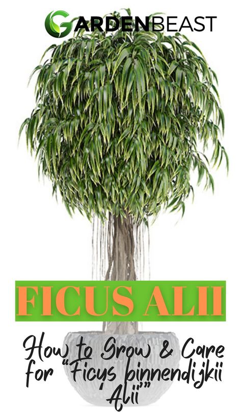 Read our guide to Ficus Alii for everything you will ever need to know! Tips for planting & caring for “Ficus binnendijkii 'Alii'” | indoor ficus alii | ficus alii care | ficus alii houseplant | indoor trees #ficusaliicare #indoortrees Ficus Alii Care, Ficus Audrey Care, Ficus Alii, Ficus Elastica Care, Ficus Elastica Tineke Care, Ficus Carica, Ficus Tree, Indoor Trees, Soil Layers