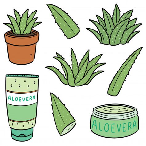 Set of aloe vera and aloe vera product P... | Premium Vector #Freepik #vector How To Draw Aloe Vera, Aloe Plant Drawing, Aloe Plant Tattoo, Aloe Vera Plant Drawing, Aloe Vera Plant Aesthetic, Aloe Illustration, Aloe Drawing, Aloe Vera Aesthetic, Aloe Vera Drawing