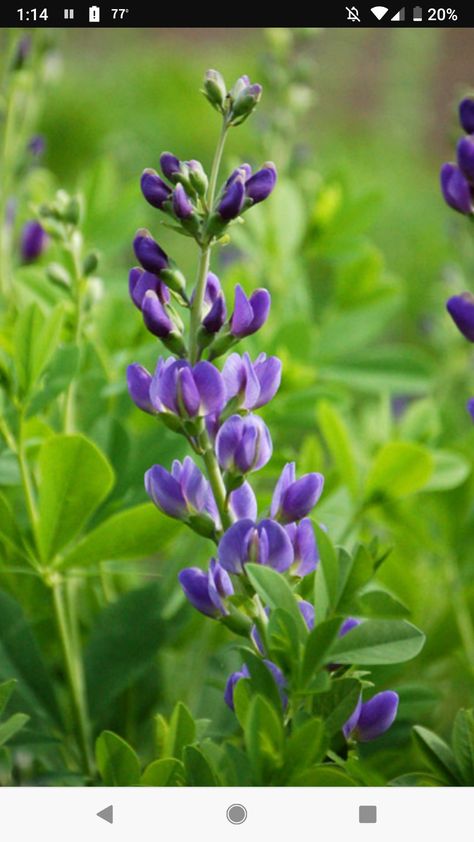 Konza - blue wild indigo Wild Blue Indigo, Kansas Tattoo, Blue Wild Indigo, Indigo Flower, Wild Indigo, Floral Sleeves, Wild Flower Meadow, Tattoo Flowers, Flower Meadow