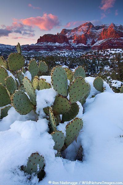 Dessert Landscape, Arizona Scenery, Arizona Winter, Desert Scenes, Desert Southwest, Winter Sunset, Living Art, Southwest Desert, Arizona Usa