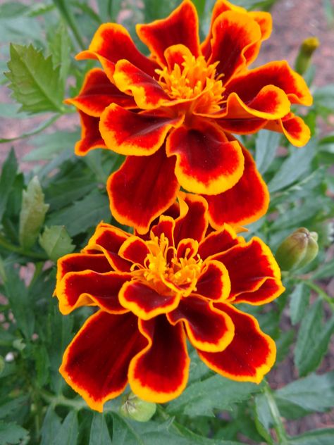 I like the two-toned #color in this #Marigold #flower Birth Flowers Simple, Marigold Art, Red Marigold, Marigold Tattoo, Simple Flower Tattoo, Forearm Flower Tattoo, Baby Tattoo, October Flowers, Winter Gardening