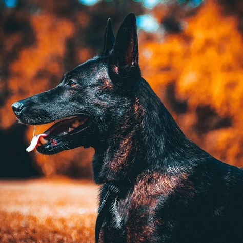 Dutch Shepherd Aesthetic, Chili Country, Shepherd Aesthetic, Dutch Shepherd Dog, Dutch Shepherd, Cutest Puppies, Belgian Malinois, Sporting Dogs, Working Dogs