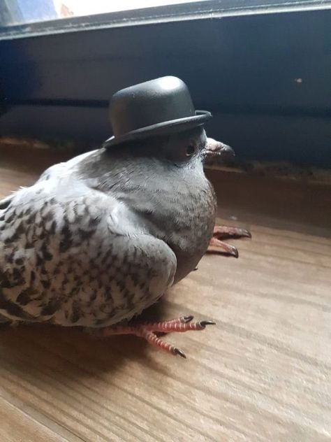 Tiny Hats, Pigeon, Birds, Hats, Animals