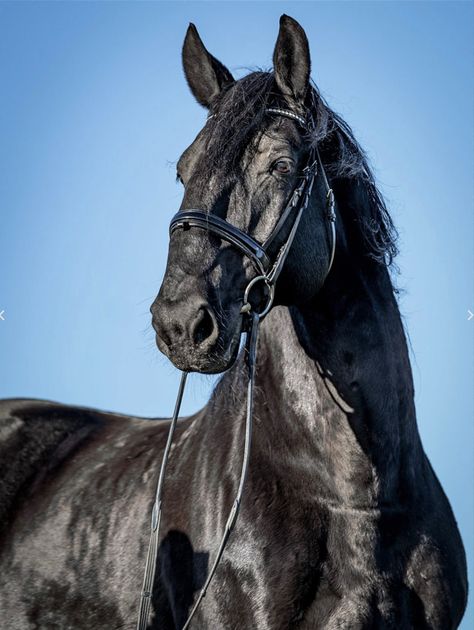 Kladruber Horse, Horse Black, Akhal Teke, The Czech Republic, Majestic Animals, Equestrian Life, Horse Saddles, Horse Breeds, Wild Horses