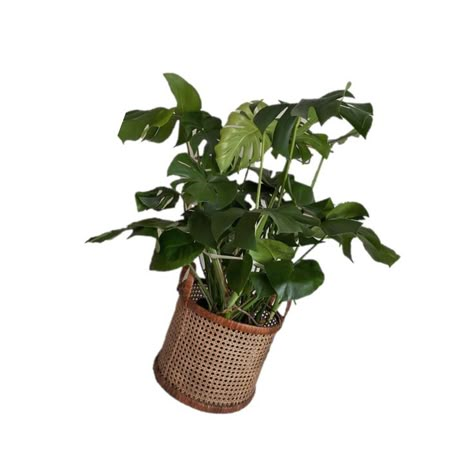 Plant Carrd Png, Green Pngs Icons, Plants Png Aesthetic, Plant Png Aesthetic, Forestcore House, Green Pngs Aesthetic, Green Pngs, Green Aesthetic Icon, Plant Icons