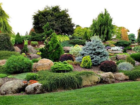 Acreage Landscaping, Sloped Backyard Landscaping, Evergreen Landscape, Front Lawn Landscaping, Landscaping A Slope, Conifers Garden, Sloped Yard, Hillside Garden, Sloped Backyard