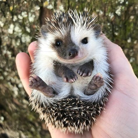 Four Toed Hedgehog, African Pygmy Hedgehog, Hedgehog Photography, African Hedgehog, Hedgehog Character, Cottagecore Animals, Felted Hedgehog, Pet Hedgehog, Hedgehog Cute