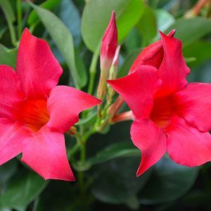 Set Your Garden Aflutter with Rio Dipladenia | Garden Club Dipladenia Plants, Rio Dipladenia, Tropical Planter, Zone 9 Gardening, Garden Problems, Gardening Zones, Backyard Plants, Outdoor Fireplaces, Flower Store