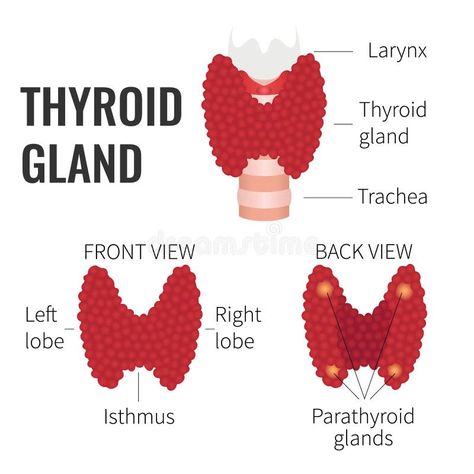 Thyroid gland structure. Illustration about hypothalamus, back, anatomical, human, lobe, medical, healthcare, larynx, endocrinologist, endocrine, campaign, chart, cartilage - 73409251 Thyroid Surgery, Human Body Organs, Graves Disease, Thyroid Gland, Thyroid Hormone, What Is The Difference Between, Medical Education, Blood Vessels, Health Benefits