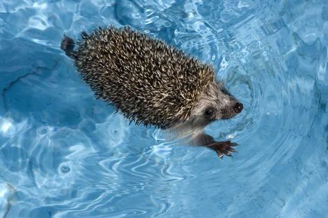 16 Fun Facts About Hedgehogs | Mental Floss Hedgehog Facts, Hedgehog Day, Hedgehog Care, Habitat Garden, Hedgehog Pet, Baby Hedgehog, Pets Cute, Nocturnal Animals, Cute Hedgehog