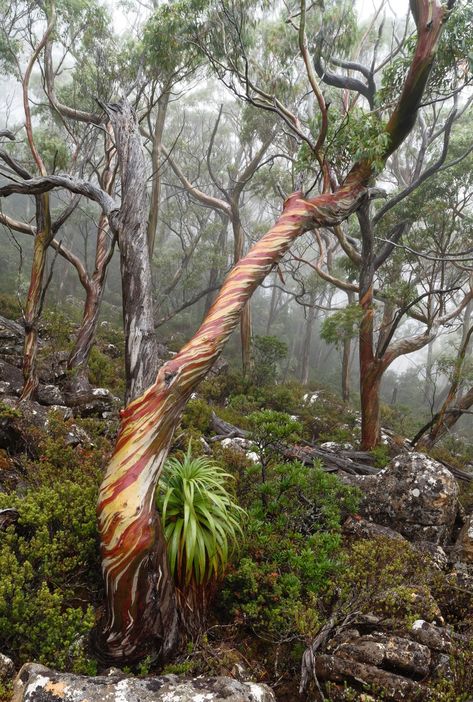 Rainbow Eucalyptus, Weird Trees, Australian Trees, Evergreen Hedge, Gum Tree, Bg Design, Rainbow Tree, Eucalyptus Tree, Specimen Trees