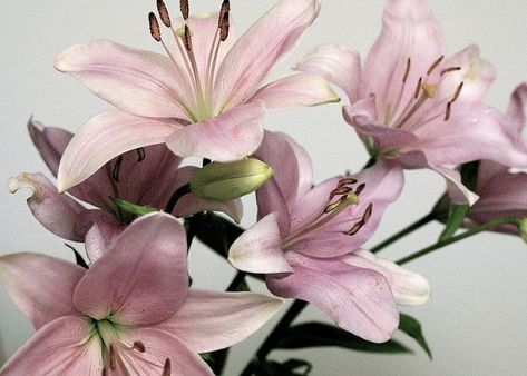 Pink Lilies, Lilies Aesthetic, Nothing But Flowers, Flower Therapy, Pink Lily, Everything Pink, New Wall, Love Flowers, My Flower