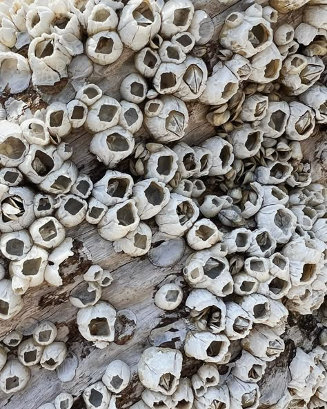 These barnacles look were on a ginormous piece of driftwood which I would have loved to make mine…alas someone beat me to it. But dang I love these little sea freckles! #barnacles #seafreckles #littlesercies #driftwood Driftwood Aesthetic, Sea Moodboard, Ocean Moodboard, Nature Objects, Moodboard Art, Sea Ideas, Bio Jewelry, Animal References, Rainbow Fish