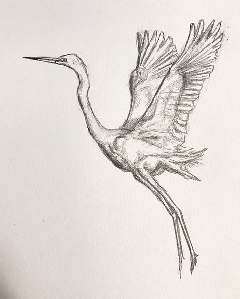 Great Egret Drawing, Egret Drawing, Great Egret, Drawing Pencil, Hand Drawing, Pencil Drawing, Pencil Drawings, Moose Art, How To Draw Hands