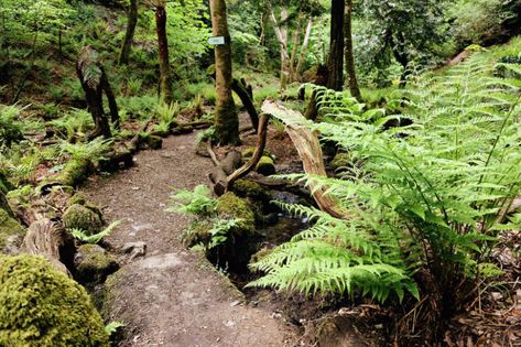 Fern Garden Ideas, Log Edging, Garden Ideas Australia, Michigan Garden, Michigan Gardening, Mountain Property, Fern Garden, Garden Woodland, Shade Loving Plants