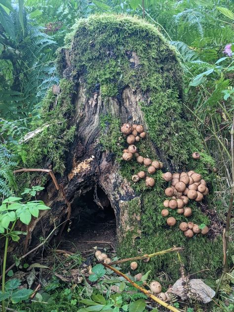 Tree Stump Mushroom, Stump With Mushrooms, Tree Stump Photography, Wild Mushrooms Photography, Mushroom Forest Photography, Fungi On Trees, Mossy Mushroom Forest, Mushroom Pictures, Acrylic Paint Pens