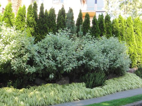 Thuja Hedge, Dogwood Hedge, Cornus Sericea, Cornus Sanguinea, Types Of Saws, Twig Dogwood, Japanese Forest, Privacy Landscaping, Sustainable Farming