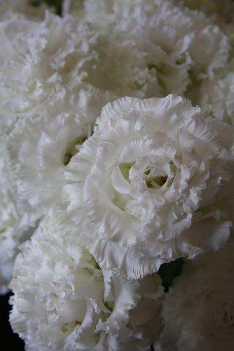 White Eustoma, Lilies Garden, Hydrangeas Garden, Snowball Viburnum, White Lisianthus, Flower Recipes, Flower Catalog, White Bouquets, Courtyard Wedding