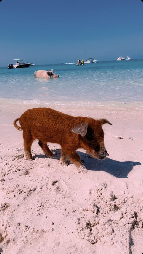 Pigs Swimming, Pig Island Bahamas, Pig Swimming, Swimming Pigs Bahamas, Bahamas Pigs, Swimming With Pigs, Animals Swimming, Sea Pig, Ocean Pics