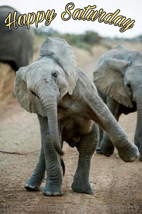 Happy Saturday Elephant Love, Happy Dance, Cute Creatures, Sweet Animals, Animal Planet, Animal Photo, Baby Elephant, 귀여운 동물, Animals Friends