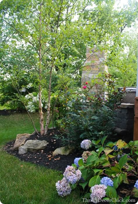 Love the birch tree, hydrangea and white roses (I think that's what they are). River Birch Landscaping, River Birch Trees Landscape, Birch Tree Landscaping, Birch Trees Garden, Side Landscaping, River Birch Trees, Cabin Landscaping, Birch Trees Landscaping, Tree Landscaping